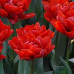 Tulip 'Red Princess' -UK Garden Plants Sales 2024 tulip red princess 4 scaled