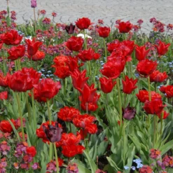 Tulip 'Red Princess' -UK Garden Plants Sales 2024 tulip red princess 5 scaled