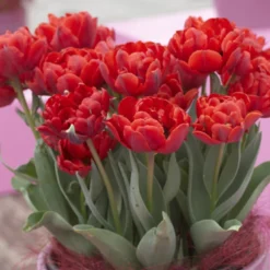 Tulip 'Red Princess' -UK Garden Plants Sales 2024 tulip red princess 6