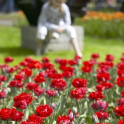 Tulip 'Red Princess' -UK Garden Plants Sales 2024 tulip red princess 7
