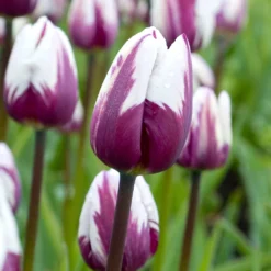 Tulip 'Rems Favourite' 12 Tulip 'Rems Favourite' -UK Garden Plants Sales 2024 tulip rems favourite 0