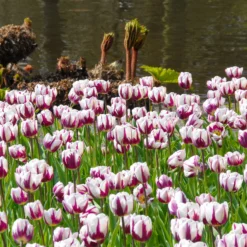 Tulip 'Rems Favourite' 13 Tulip 'Rems Favourite' -UK Garden Plants Sales 2024 tulip rems favourite 1