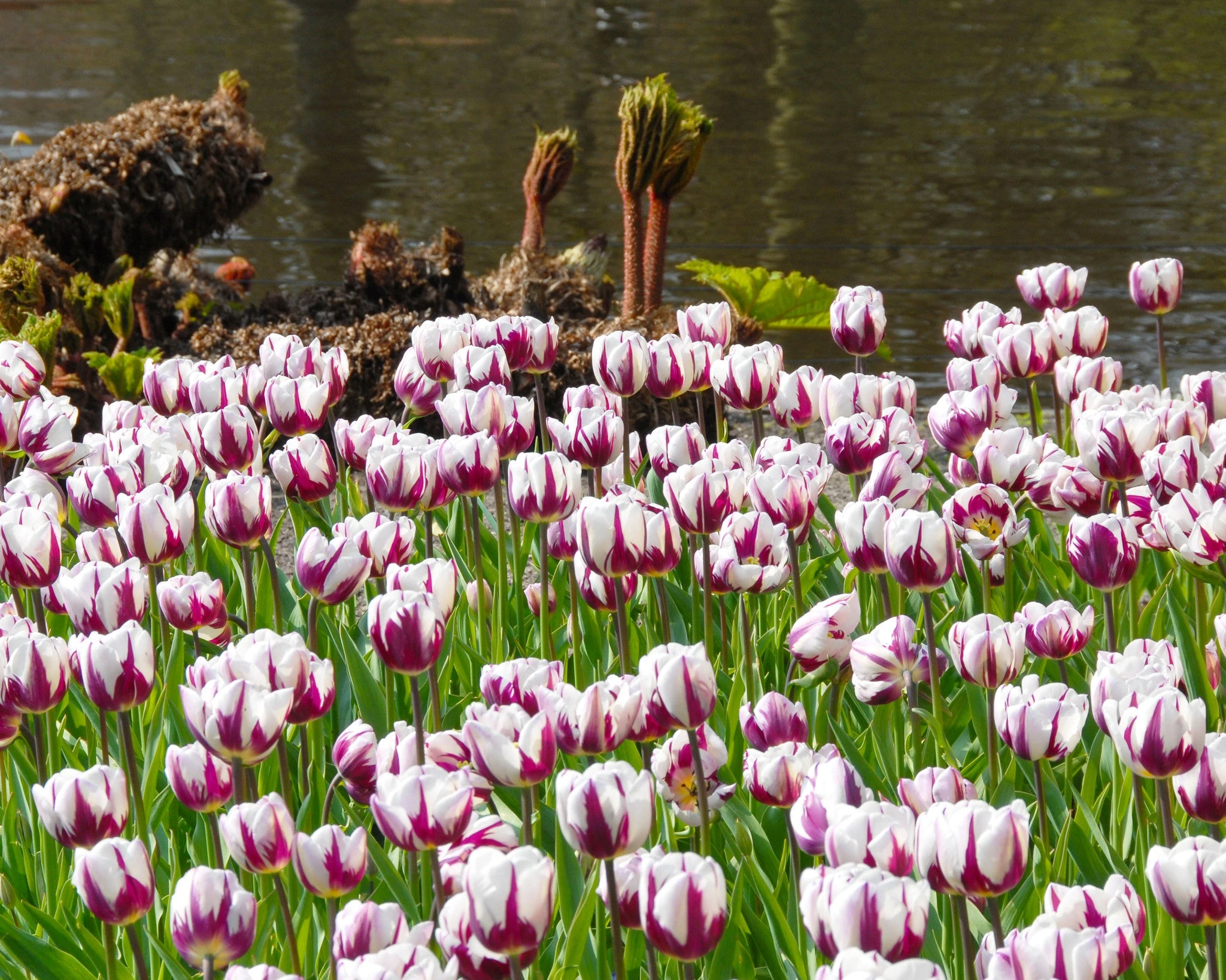 Tulip 'Rems Favourite' 7 Tulip 'Rems Favourite' - Image 5