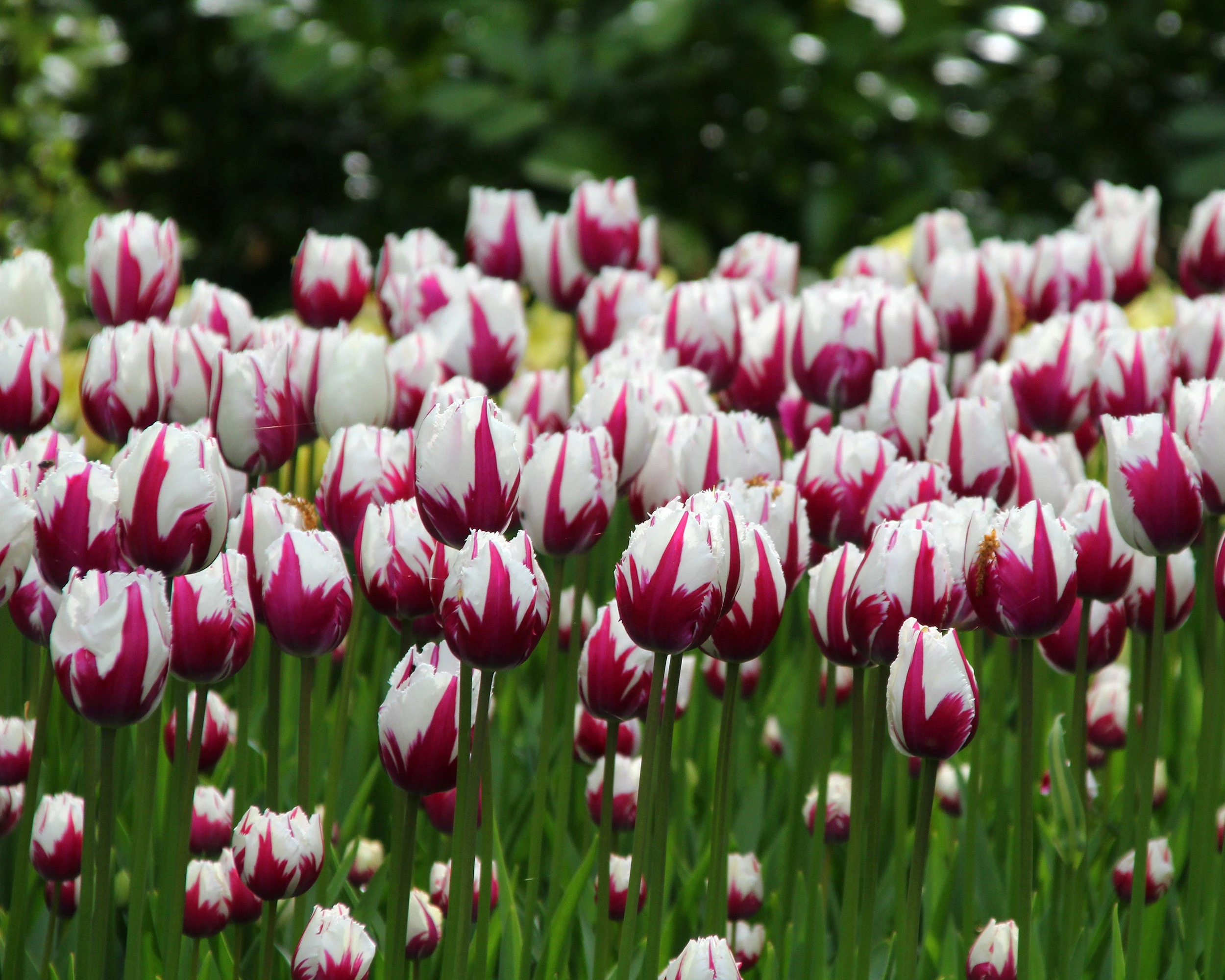 Tulip 'Rems Favourite' 4 Tulip 'Rems Favourite' - Image 2