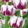 Tulip 'Rems Favourite' -UK Garden Plants Sales 2024 tulip rems favourite 1 f17a945d 803d 494a 8e0f c6299022ed09