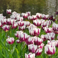 Tulip 'Rems Favourite' 14 Tulip 'Rems Favourite' -UK Garden Plants Sales 2024 tulip rems favourite 2