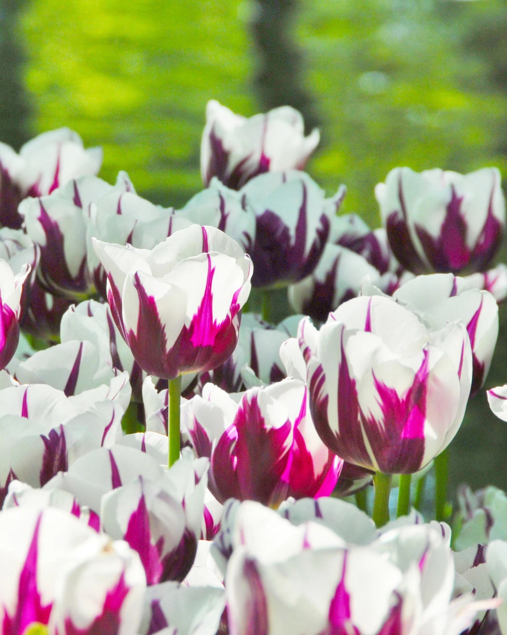 Tulip 'Rems Favourite' 5 Tulip 'Rems Favourite' - Image 3