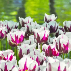 Tulip 'Rems Favourite' 15 Tulip 'Rems Favourite' -UK Garden Plants Sales 2024 tulip rems favourite 4