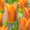 Tulip 'Request' 1 Tulip 'Request' -UK Garden Plants Sales 2024 tulip request 00
