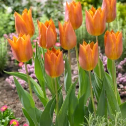 Tulip 'Request' 26 Tulip 'Request' -UK Garden Plants Sales 2024 tulip request 01