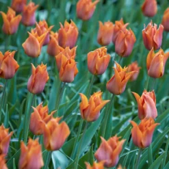 Tulip 'Request' 27 Tulip 'Request' -UK Garden Plants Sales 2024 tulip request 1