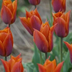 Tulip 'Request' 31 Tulip 'Request' -UK Garden Plants Sales 2024 tulip request 10 scaled