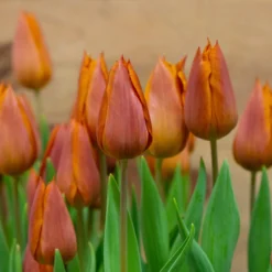 Tulip 'Request' 37 Tulip 'Request' -UK Garden Plants Sales 2024 tulip request 11 scaled