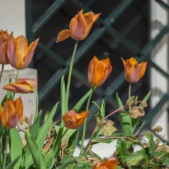 Tulip 'Request' 38 Tulip 'Request' -UK Garden Plants Sales 2024 tulip request 12 scaled