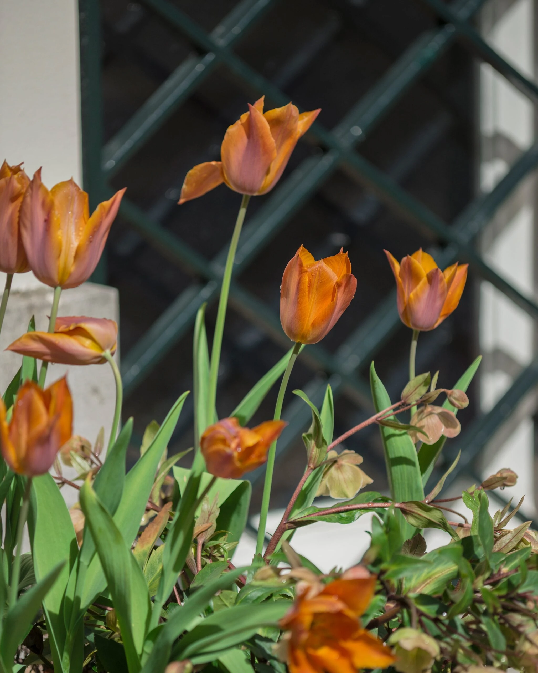 Tulip 'Request' 20 Tulip 'Request' - Image 18