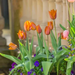 Tulip 'Request' 28 Tulip 'Request' -UK Garden Plants Sales 2024 tulip request 13 scaled