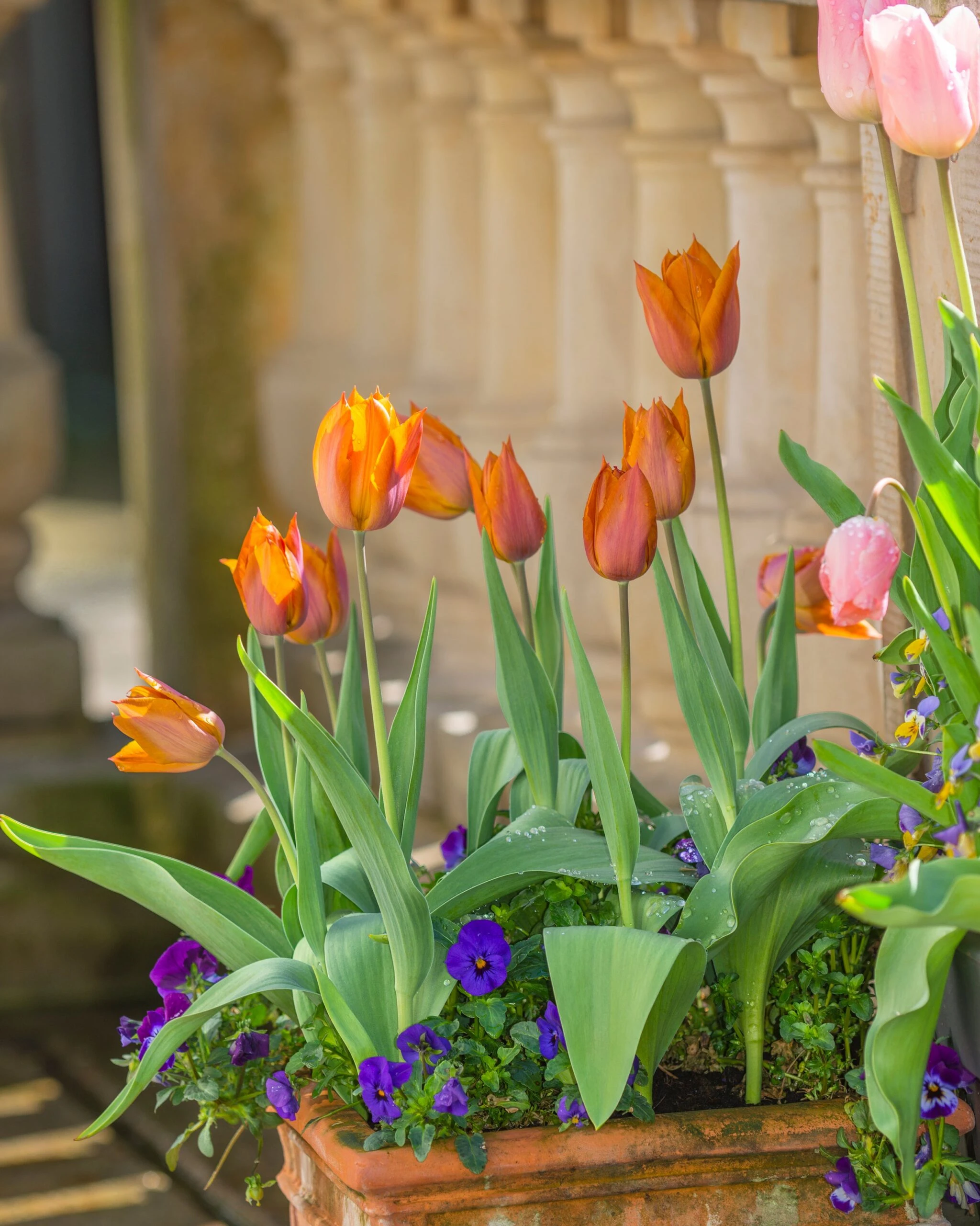 Tulip 'Request' 10 Tulip 'Request' - Image 8