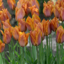 Tulip 'Request' 39 Tulip 'Request' -UK Garden Plants Sales 2024 tulip request 14 scaled