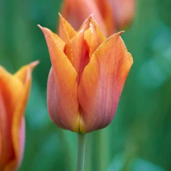 Tulip 'Request' 23 Tulip 'Request' -UK Garden Plants Sales 2024 tulip request 2