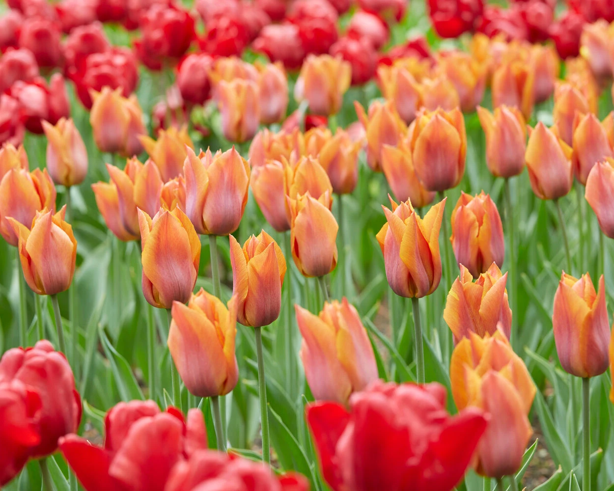 Tulip 'Request' 6 Tulip 'Request' - Image 4