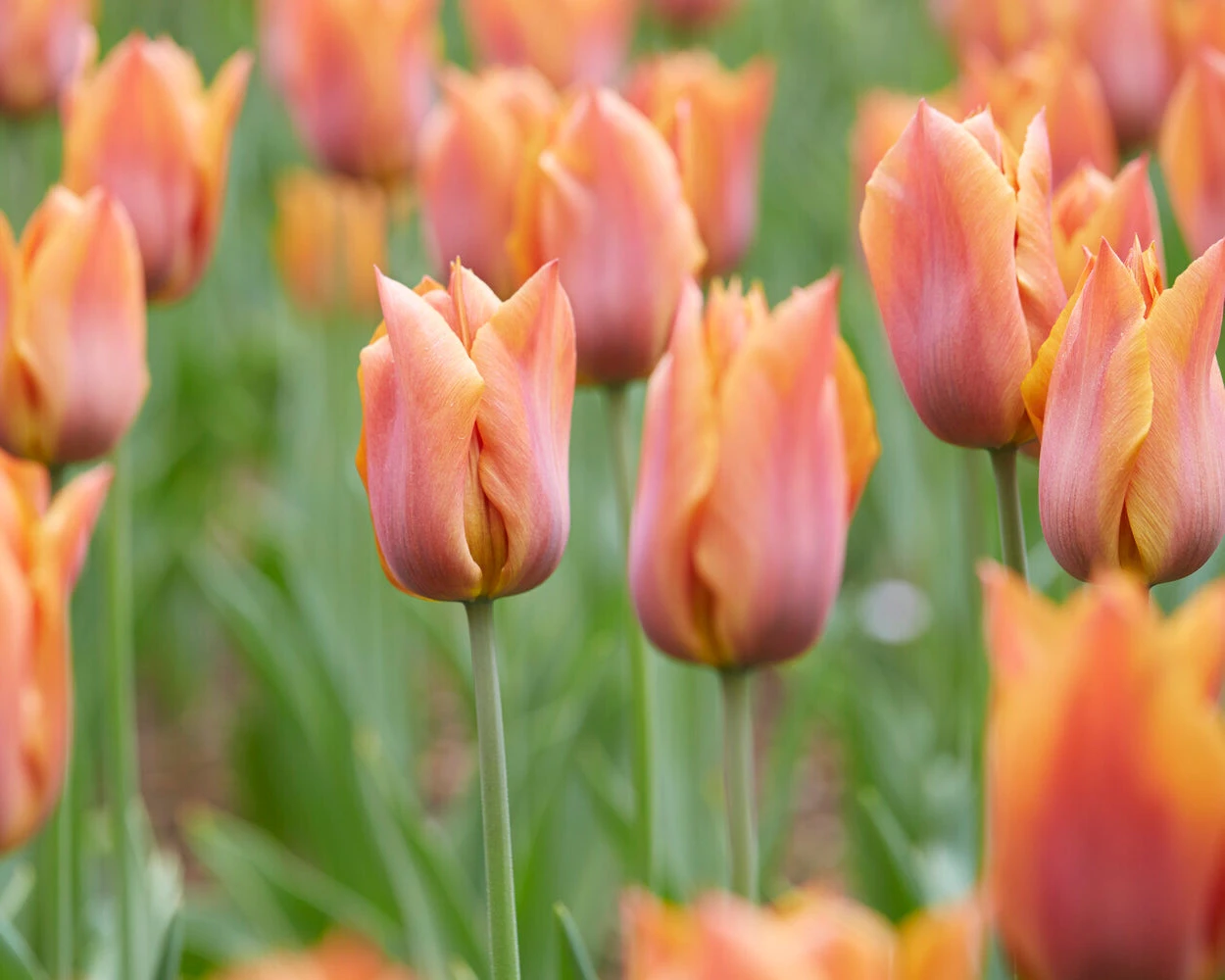 Tulip 'Request' 4 Tulip 'Request' - Image 2