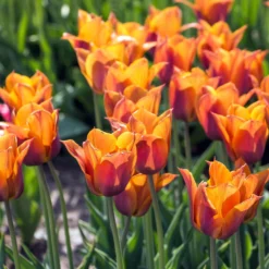 Tulip 'Request' 33 Tulip 'Request' -UK Garden Plants Sales 2024 tulip request 5 scaled