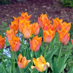 Tulip 'Request' 34 Tulip 'Request' -UK Garden Plants Sales 2024 tulip request 6 scaled