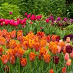 Tulip 'Request' 36 Tulip 'Request' -UK Garden Plants Sales 2024 tulip request 7 scaled