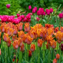 Tulip 'Request' 30 Tulip 'Request' -UK Garden Plants Sales 2024 tulip request 8 scaled