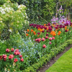 Tulip 'Request' 25 Tulip 'Request' -UK Garden Plants Sales 2024 tulip request 9 scaled