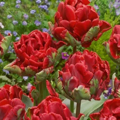 Tulip 'Rococo Double'