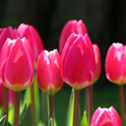 Tulip 'Rosy Delight' -UK Garden Plants Sales 2024 tulip rosy delight 1