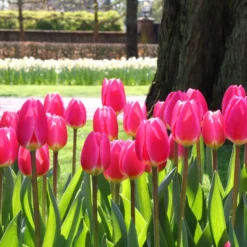 Tulip 'Rosy Delight' -UK Garden Plants Sales 2024 tulip rosy delight 11