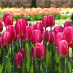 Tulip 'Rosy Delight' -UK Garden Plants Sales 2024 tulip rosy delight 3