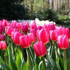 Tulip 'Rosy Delight' -UK Garden Plants Sales 2024 tulip rosy delight 6