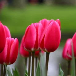 Tulip 'Rosy Delight' -UK Garden Plants Sales 2024 tulip rosy delight 7