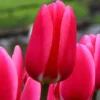 Tulip 'Rosy Delight' -UK Garden Plants Sales 2024 tulip rosy delight 8