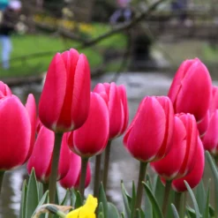 Tulip 'Rosy Delight' -UK Garden Plants Sales 2024 tulip rosy delight 9