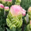 Tulip 'Royal Tower' 2 Tulip 'Royal Tower' -UK Garden Plants Sales 2024 tulip royal tower 1 scaled