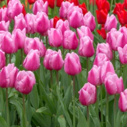 Tulip 'Saint Petersburg' -UK Garden Plants Sales 2024 tulip saint petersburg 2