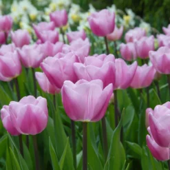 Front Page -UK Garden Plants Sales 2024 tulip saint petersburg 3