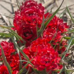 Front Page -UK Garden Plants Sales 2024 tulip samantha 2 scaled