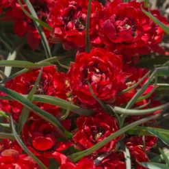 Tulip 'Samantha' -UK Garden Plants Sales 2024 tulip samantha 3 scaled