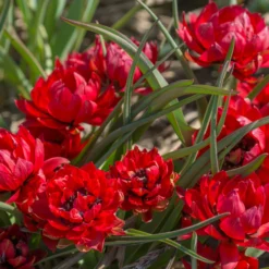 Tulip 'Samantha' -UK Garden Plants Sales 2024 tulip samantha 4 scaled