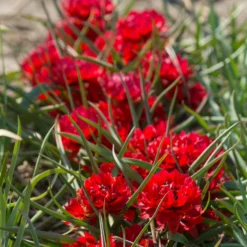 Tulip 'Samantha' -UK Garden Plants Sales 2024 tulip samantha 5 scaled