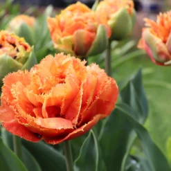Tulip 'Sensual Touch' -UK Garden Plants Sales 2024 tulip sensual touch 0