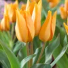 Tulip Praestans 'Shogun' -UK Garden Plants Sales 2024 tulip shogun 0 scaled