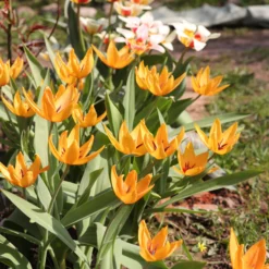 Tulip Praestans 'Shogun' 17 Tulip Praestans 'Shogun' -UK Garden Plants Sales 2024 tulip shogun 1 scaled