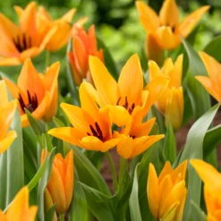 Tulip Praestans 'Shogun' 20 Tulip Praestans 'Shogun' -UK Garden Plants Sales 2024 tulip shogun 2 scaled