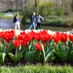 Tulip 'Showwinner' 12 Tulip 'Showwinner' -UK Garden Plants Sales 2024 tulip showwinner 10